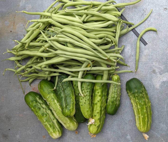 Beans and Cucumbers