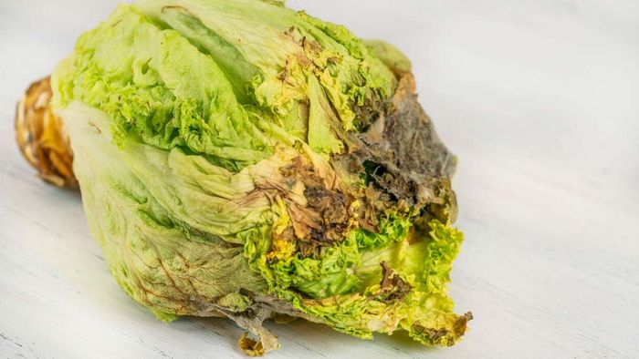 wilted lettuce turning brown