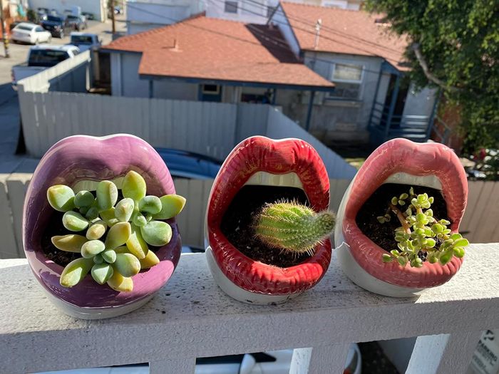 Planters in pink, red, and purple placed on a reviewer’s porch.