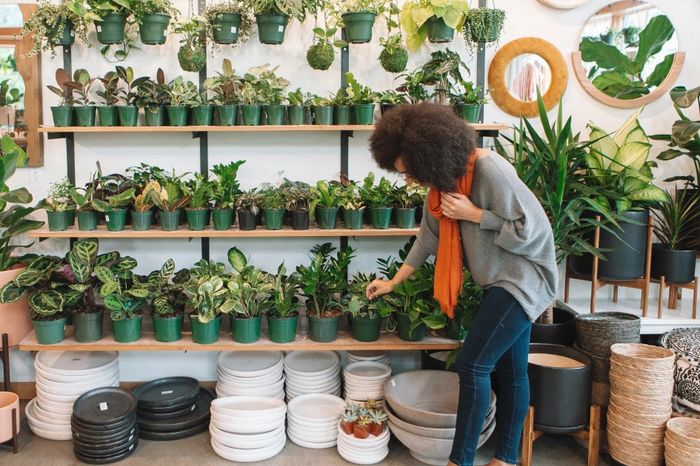 A person browsing shelves filled with vibrant plants.