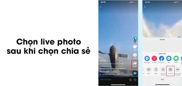 Bước 2: Nhấn vào biểu tượng chia sẻ (mũi tên hướng sang phải), rồi chọn Live Photo trong các tùy chọn.