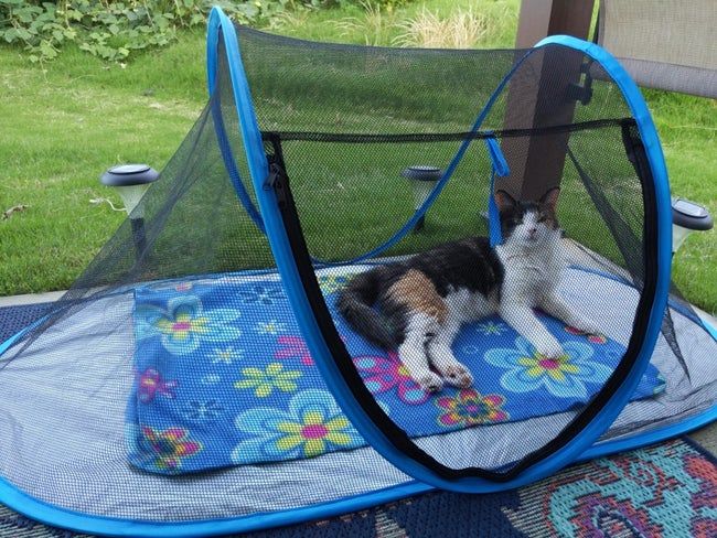 A review photo showing a tent with a tarp-like bottom and a mesh triangular top, providing a clear view for the cat from all angles.