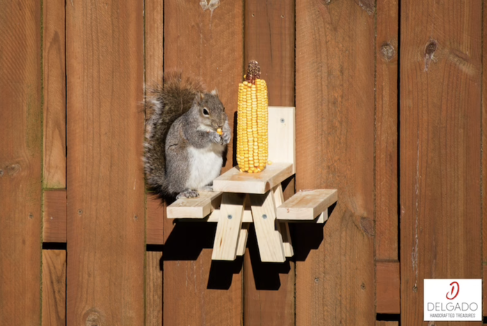 A squirrel munching on corn on the cob while standing on a small picnic table that’s attached to a fence.