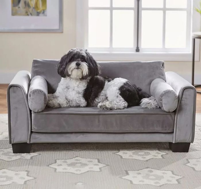 A dog lounges on a grey sofa bed