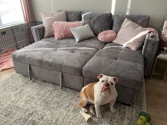 A reviewer's photo of the gray couch in its folded-up position, with a bulldog lounging at its foot.
