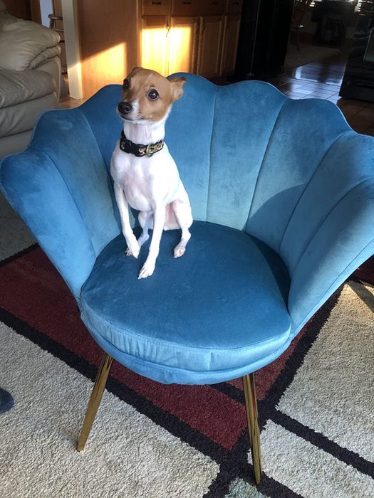 Reviewer image of a dog perched on a bright blue chair with rounded edges and gold legs, placed on a square-patterned rug.
