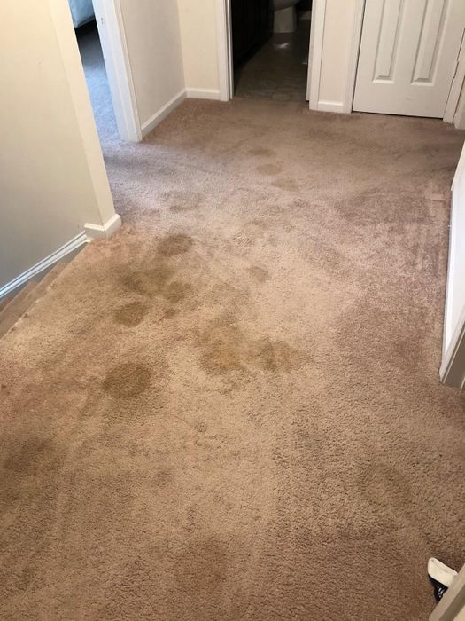 A reviewer's carpet covered in stains