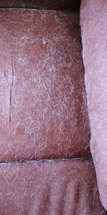 A couch covered in pet hair