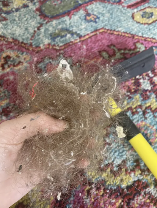 Mytour editor holding up a clump of collected hair