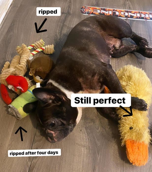 Mytour editor's dog sitting next to three toys, one labeled