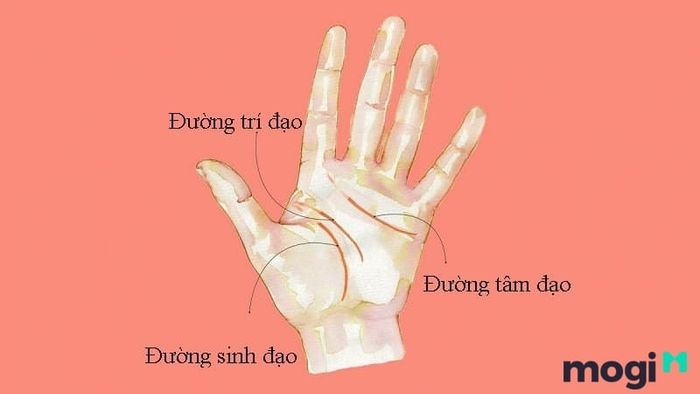Một số câu hỏi thường gặp về cách xem chỉ tay