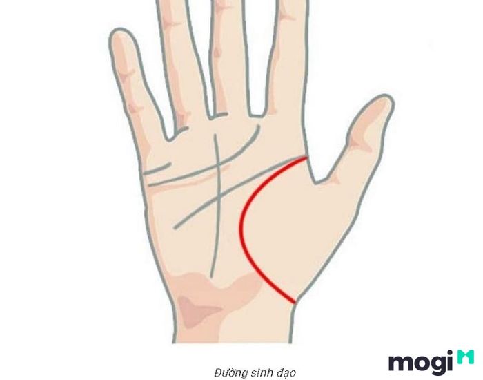 Đường sinh đạo trên tay có mối liên hệ chặt chẽ với tình trạng sức khỏe của bạn.