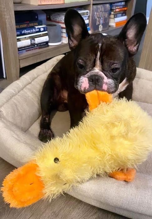 Mytour editor's French Bulldog happily chewing on the duck toy.