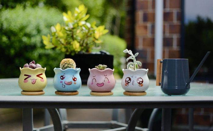 The four pots, each holding different plants