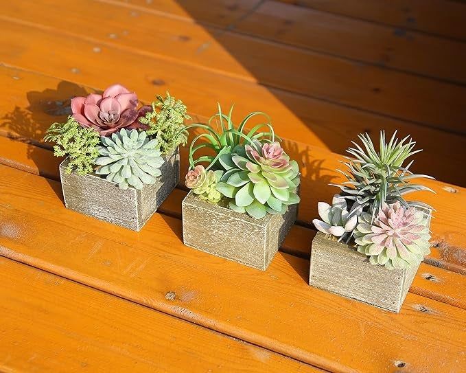 Three succulents in the Symphony style, adding a modern touch to any space.