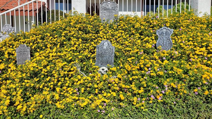 A garden blooming with yellow and purple flowers, featuring fake tombstones and a skeleton partially rising from the ground