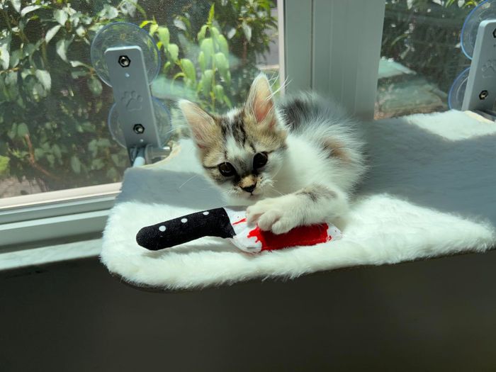 A playful kitten interacts with a knife-shaped toy perched on a windowsill