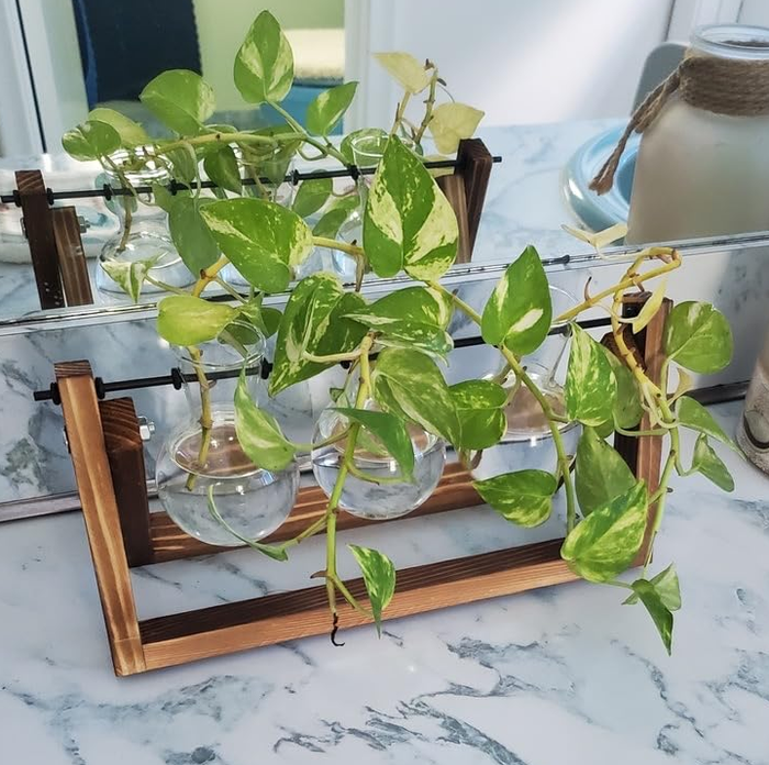 Another reviewer's terrarium showcasing a variety of plant cuttings, adding a vibrant touch to their space.