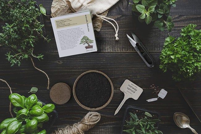 A flat lay view of the soil, pruning tools, plants, and other items included in the kit