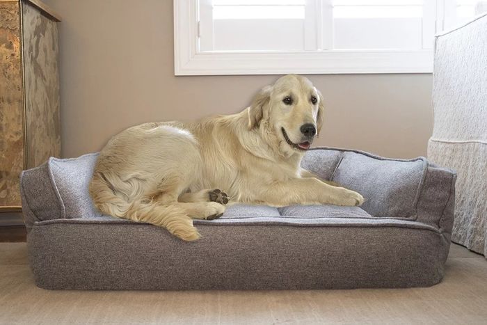 A dog lounging on a pet bed