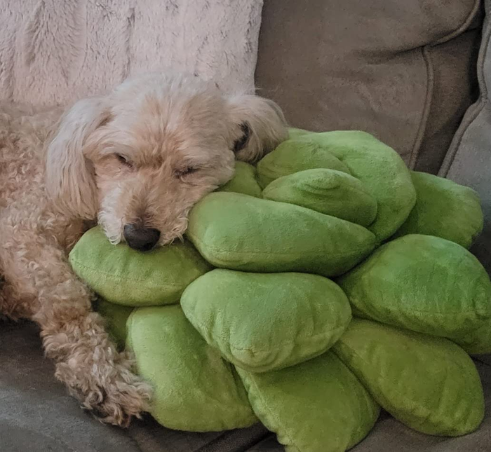 A reviewer’s dog curled up and peacefully sleeping on the green succulent pillow.