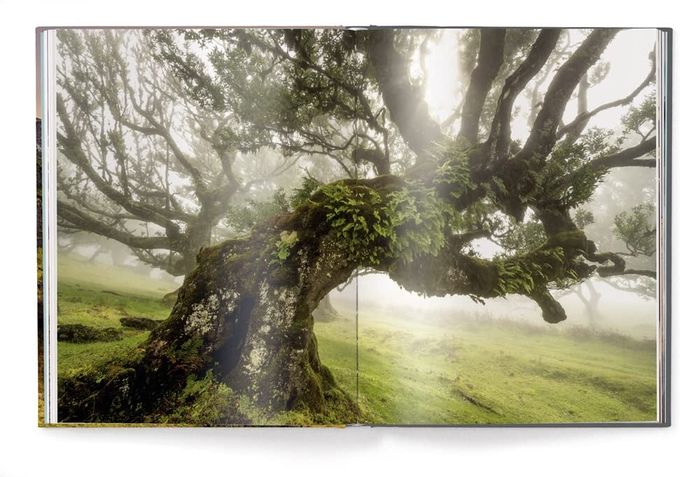 page from the book featuring a large tree standing tall in a lush green field