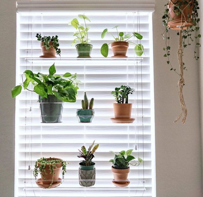 A view from the front of the shelves in a window with the blinds pulled down.
