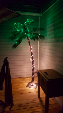the palm tree placed on a patio