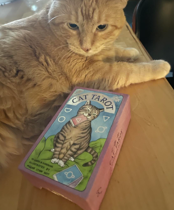 A reviewer's cat sitting beside a deck of cat-themed tarot cards