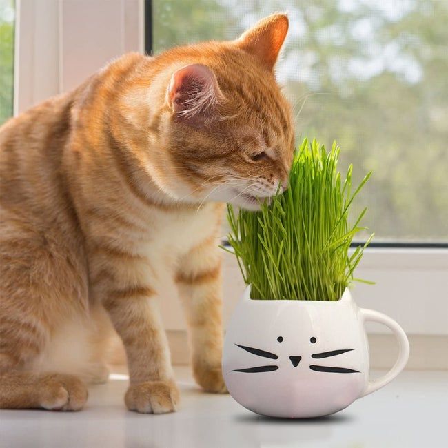 A white cat-shaped mug with cat grass sprouting from it, which a cat is happily nibbling on.