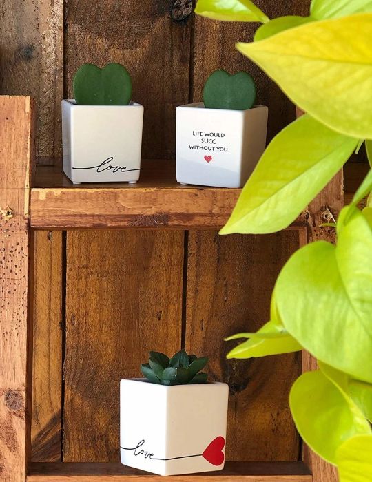 The Costa Farms mini succulent nestled inside the charming planter.