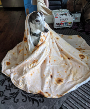 a reviewer’s dog snugly wrapped in the tortilla-patterned blanket
