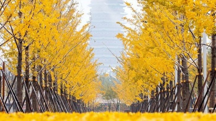 Travel Tips for Visiting China in Autumn