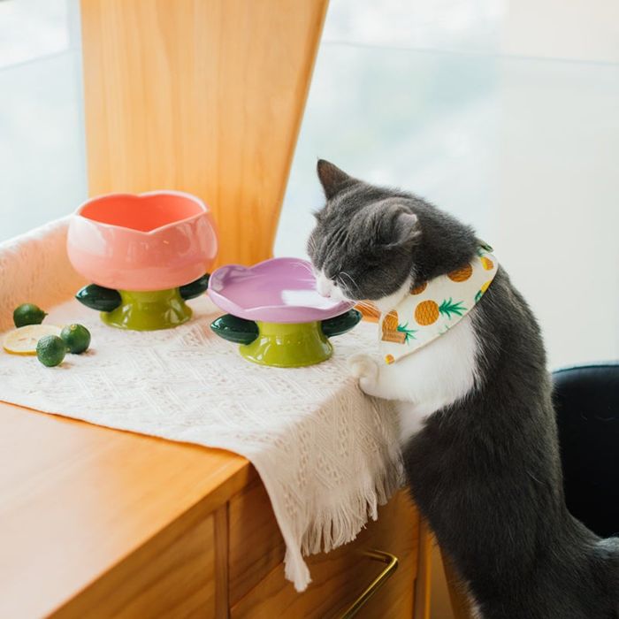 A cat drinking water from the purple flower-shaped plate
