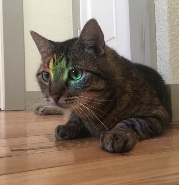 A reviewer’s image of a cat with a rainbow reflection on its fur