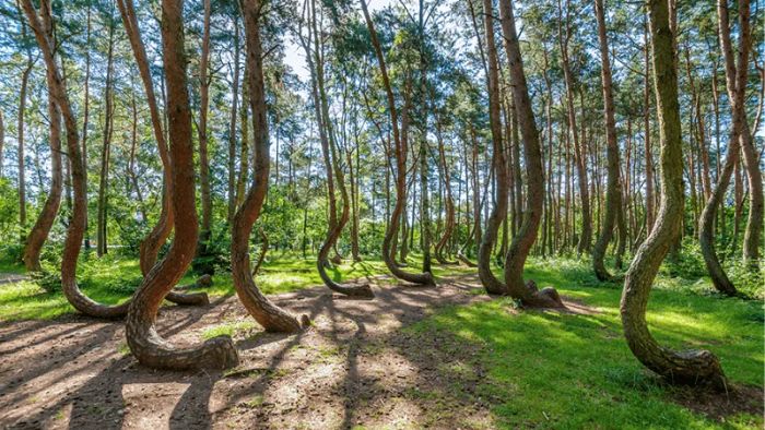The Crooked Forest of Gryfino, with its unsolved secrets