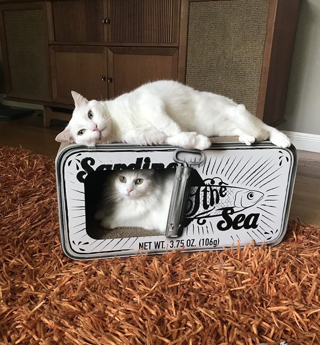 a cat sitting inside the sardine tin-shaped scratcher with another cat lounging on top