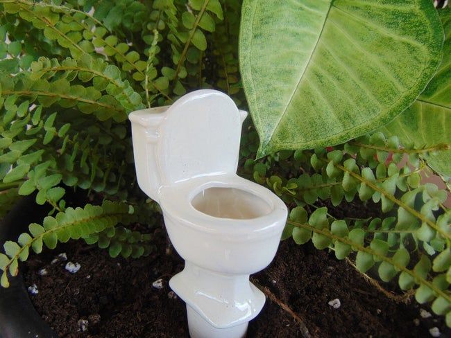 a toilet-shaped watering spike nestled in a houseplant
