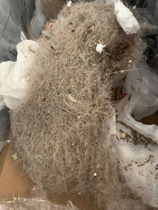 A reviewer's trash can filled with dust and pet hair, showing just how much dirt the vacuum collects.