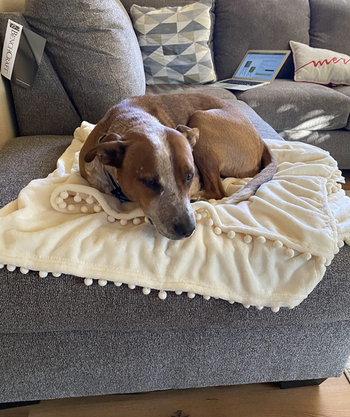 A dog relaxing on the ivory version of the blanket