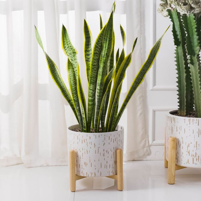 Sleek white ceramic planter with a sturdy stand, housing a vibrant snake plant