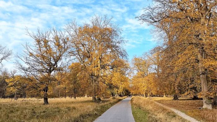 Dyrehaven Forest: A top European tourist destination.