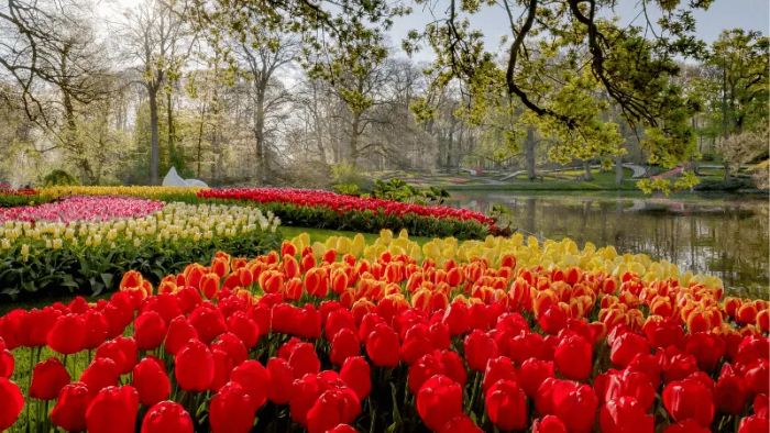 The Radiant Keukenhof Flower Garden of the Netherlands