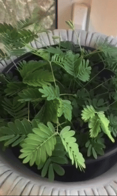 A close-up view of a potted plant with sensitive leaves that react to touch, displayed on a table
