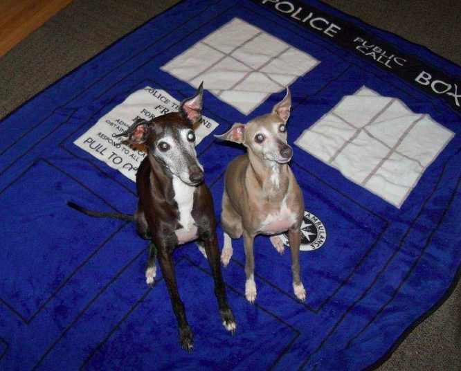 Two curious dogs sitting on a TARDIS-themed blanket from Doctor Who, looking up with intrigue, adding a touch of geeky charm to the scene.