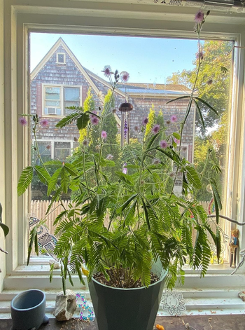 A potted plant with delicate feathery leaves and vibrant purple flowers, placed on a windowsill, with a beautiful view of the house and garden outside.
