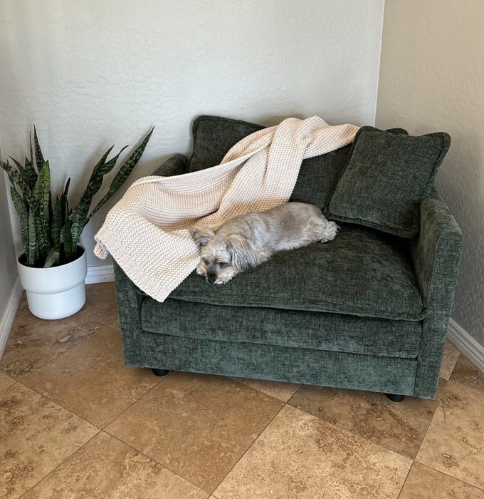 A small dog peacefully resting on a green armchair with a cream-colored blanket draped over it, accompanied by a potted snake plant next to the chair.
