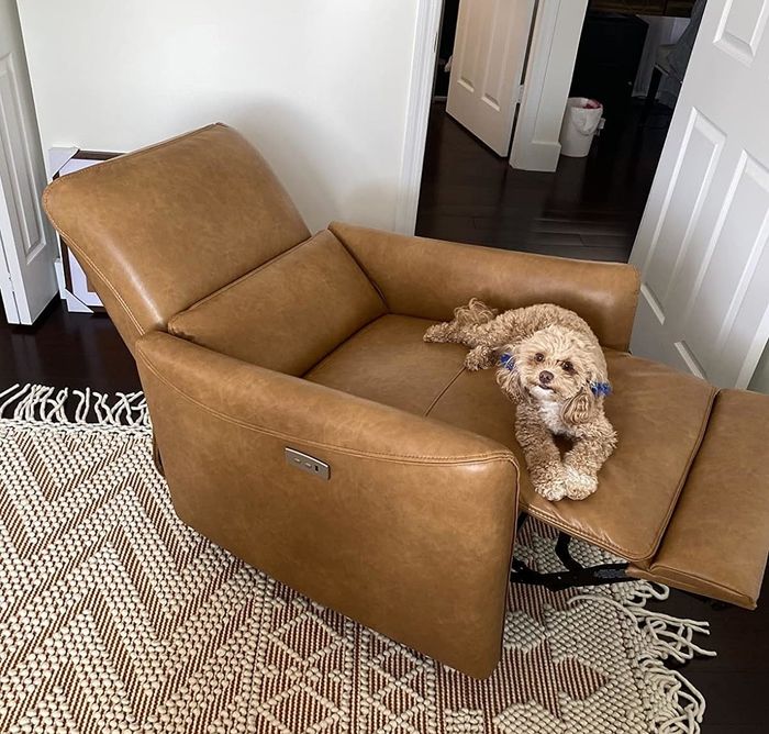 A small fluffy dog rests comfortably on a leather recliner in a modern, cozy room with a patterned rug and a glimpse of an office space in the background.