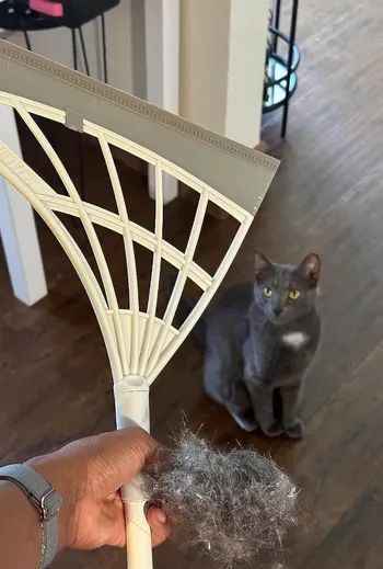 A reviewer holding a broom next to a pile of cat hair, with the cat from which it came