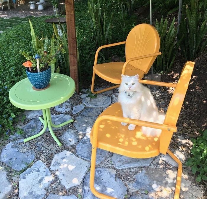 A white fluffy cat lounges on an orange patio chair beside a green table with a potted plant in a garden setting